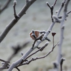 Unser Gartenfachberater informiert im Dezember 2023
