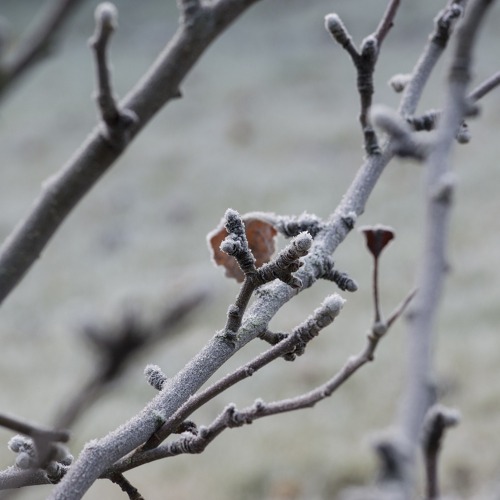 Unser Gartenfachberater informiert im Januar 2024