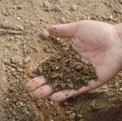 Unser Gartenfachberater informiert im Mai 2022